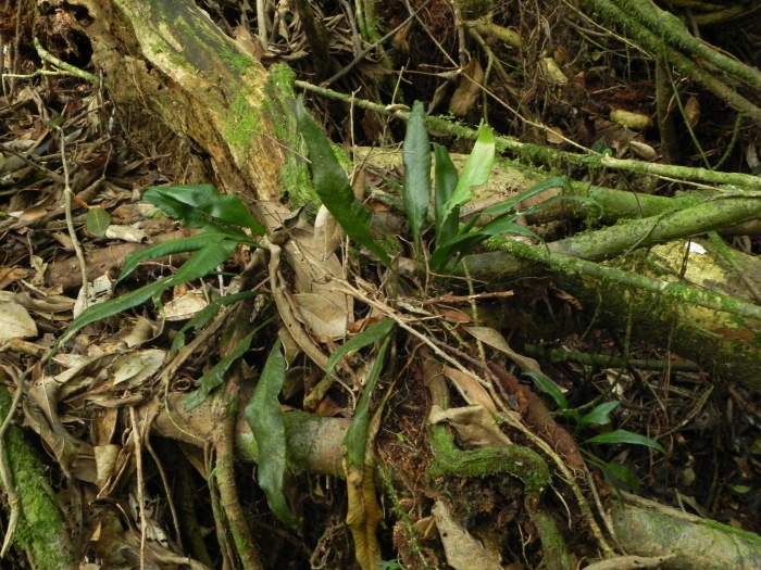 Campyloneurum nitidum