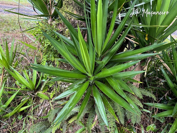 Cordyline spectabilis