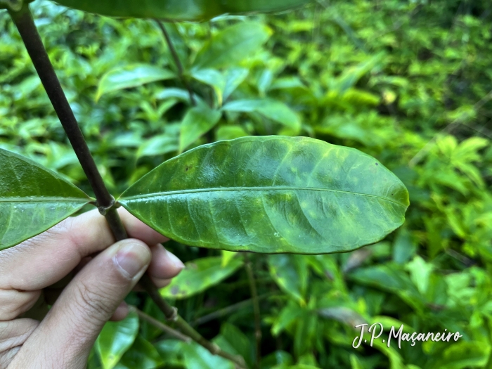 Allamanda cathartica