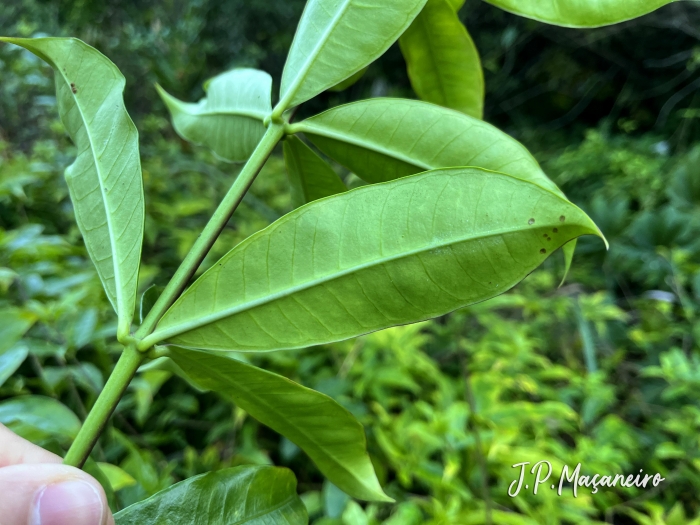 Allamanda cathartica