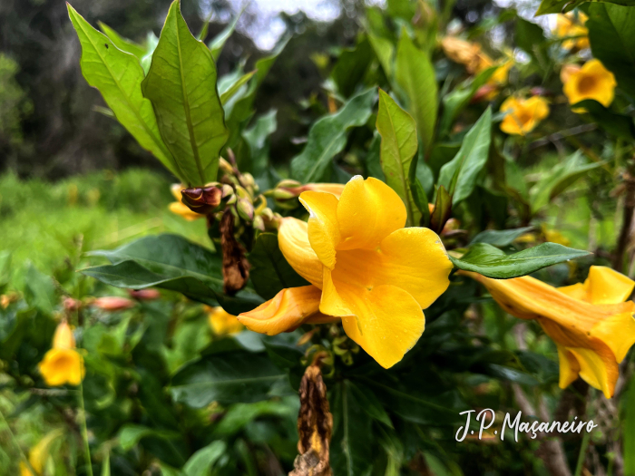 Allamanda cathartica