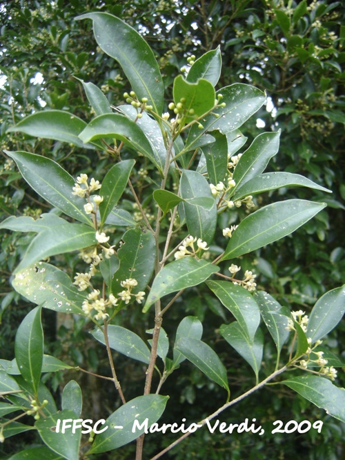 Ocotea indecora