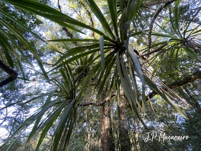 Cordyline spectabilis