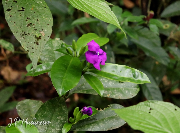 Brunfelsia pauciflora