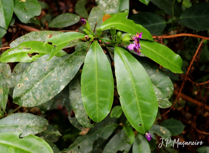 Brunfelsia pauciflora