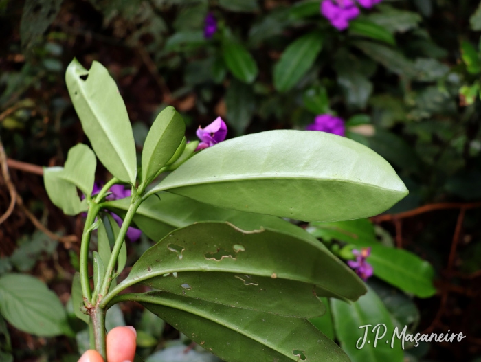 Brunfelsia pauciflora