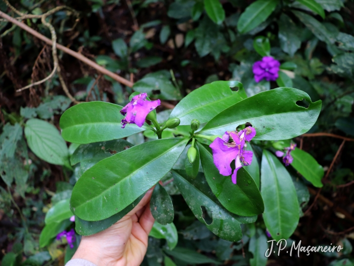 Brunfelsia pauciflora