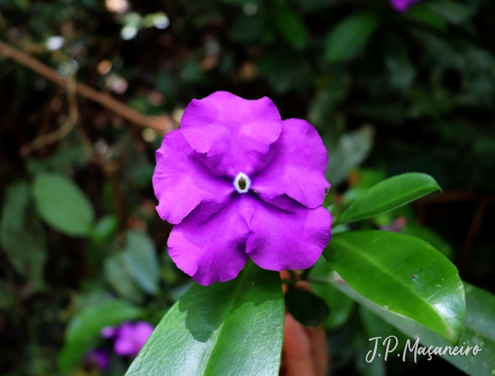 Brunfelsia pauciflora