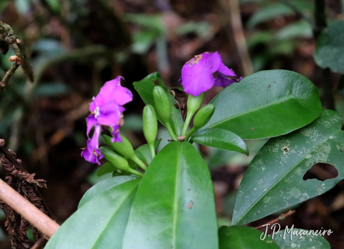 Brunfelsia pauciflora