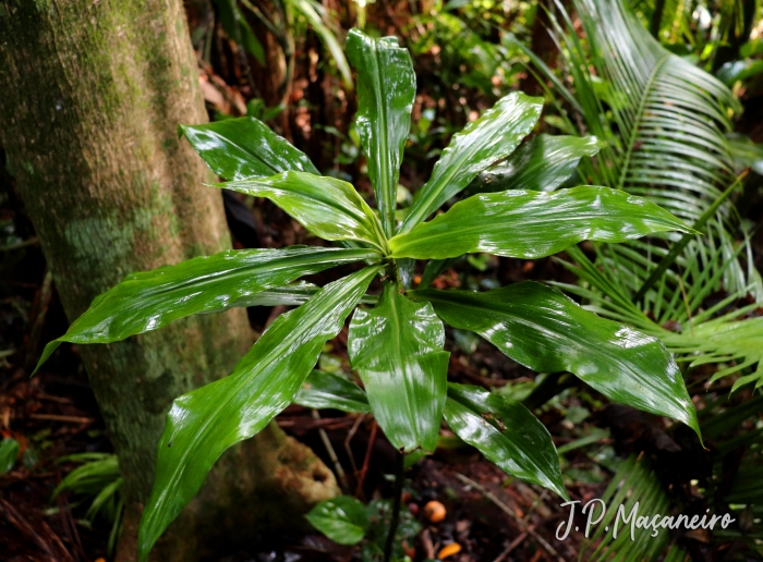 Dichorisandra thyrsiflora