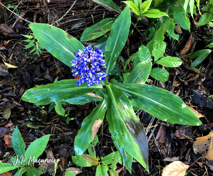 Dichorisandra thyrsiflora