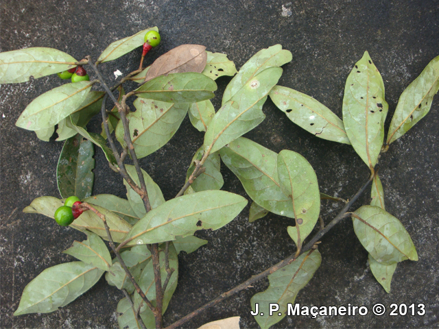 Ocotea pulchra