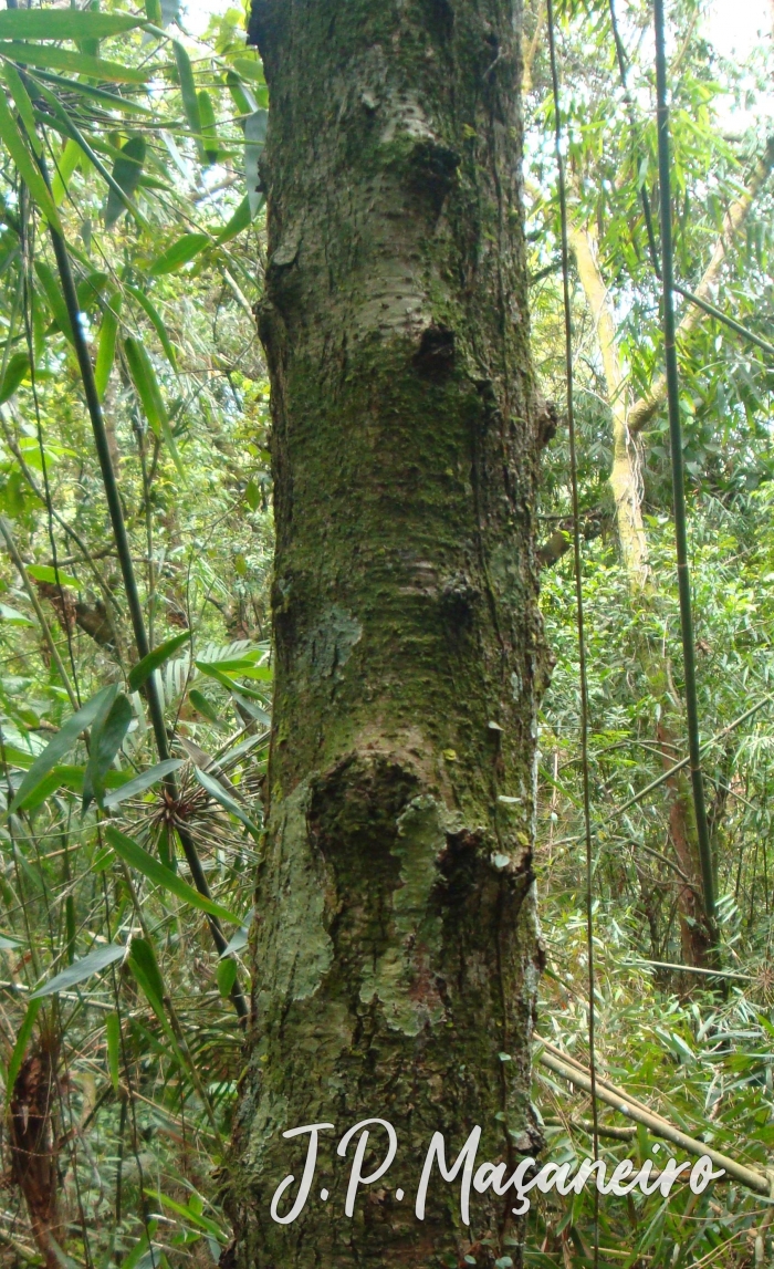 Ocotea pulchra