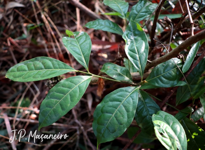 Ocotea pulchra