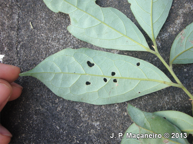 Ocotea pulchra