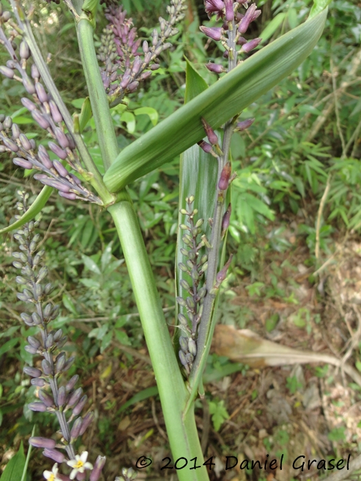 Cordyline spectabilis