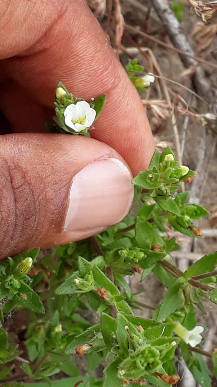 Arenaria serpyllifolia