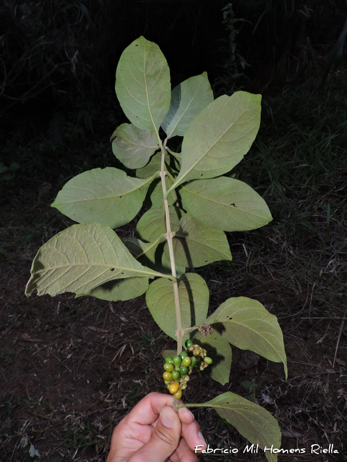 Aegiphila australis