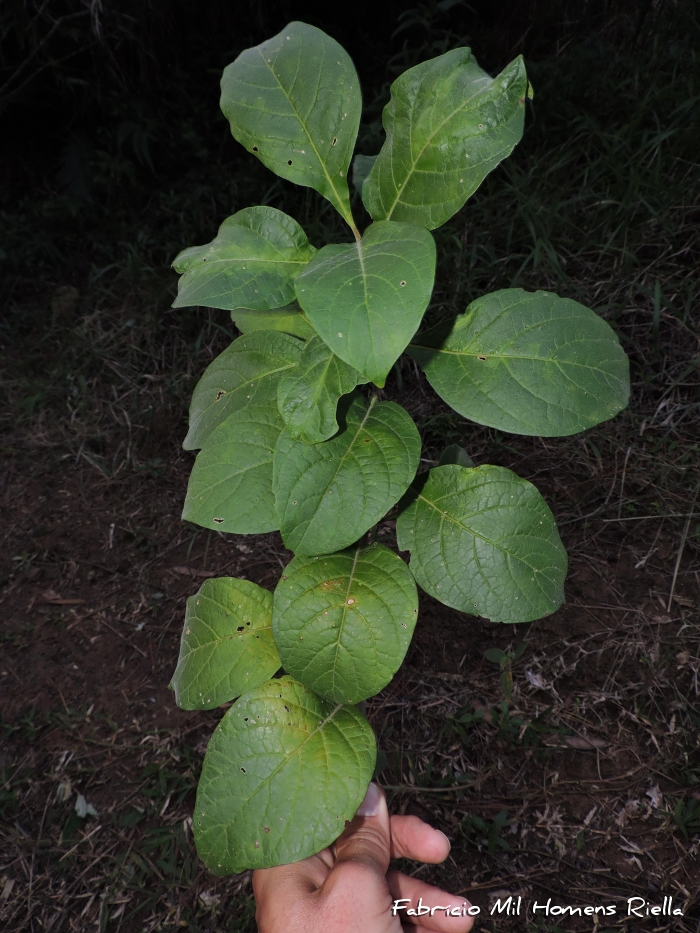 Aegiphila australis