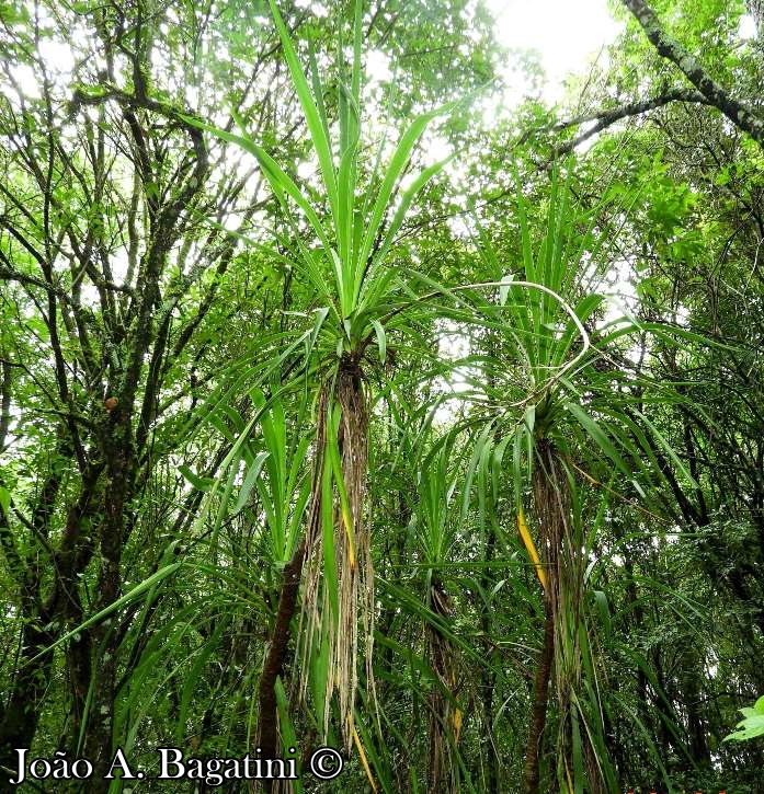 Cordyline spectabilis