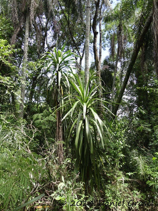 Cordyline spectabilis