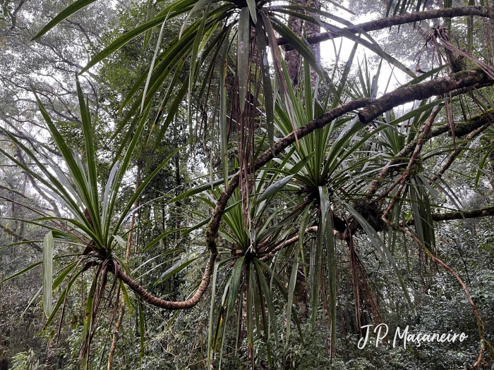 Cordyline spectabilis