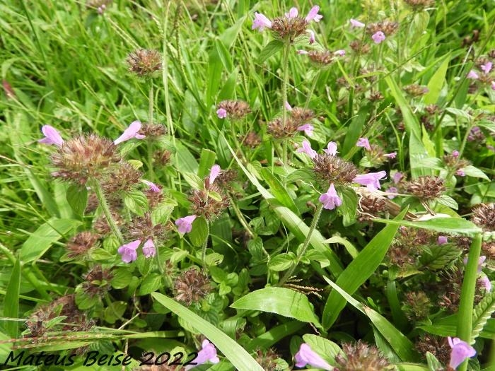 Clinopodium vulgare