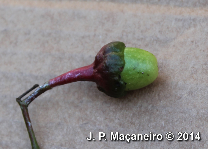 Ocotea teleiandra