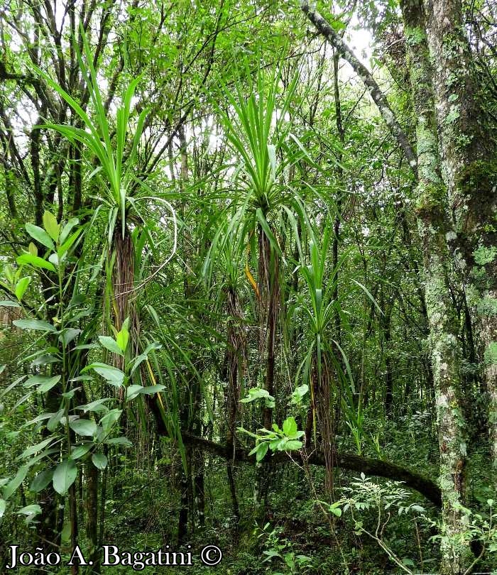 Cordyline spectabilis