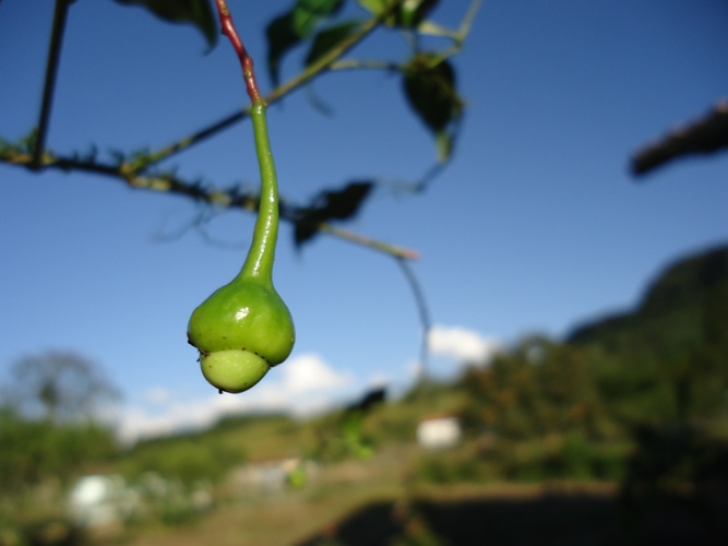 Ocotea teleiandra