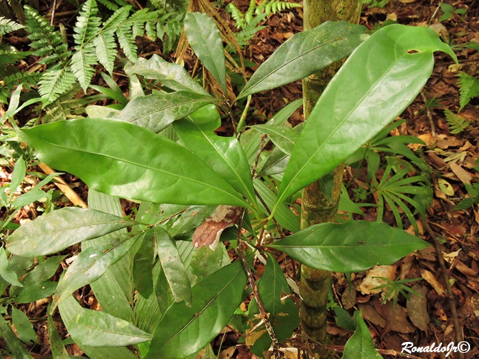 Ocotea odorifera