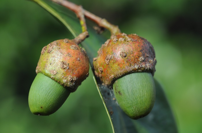 Ocotea odorifera