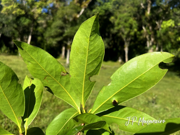 Ocotea odorifera