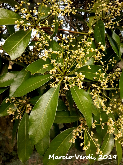 Ocotea odorifera