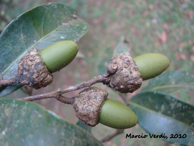 Ocotea odorifera