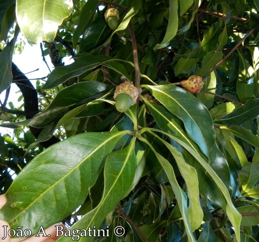 Ocotea odorifera