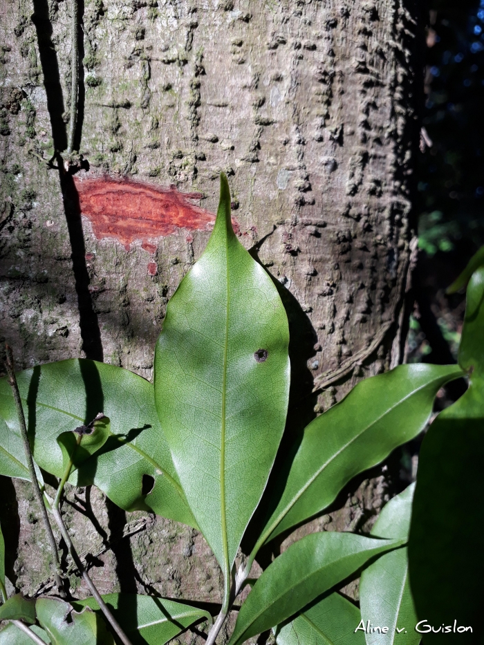 Ocotea odorifera