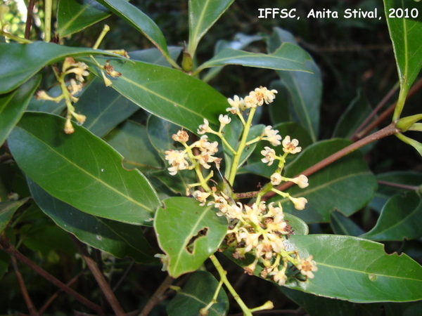 Ocotea odorifera