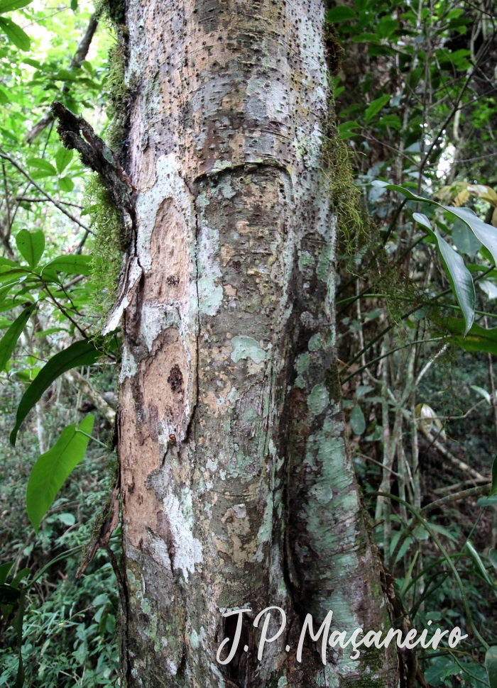 Ocotea odorifera