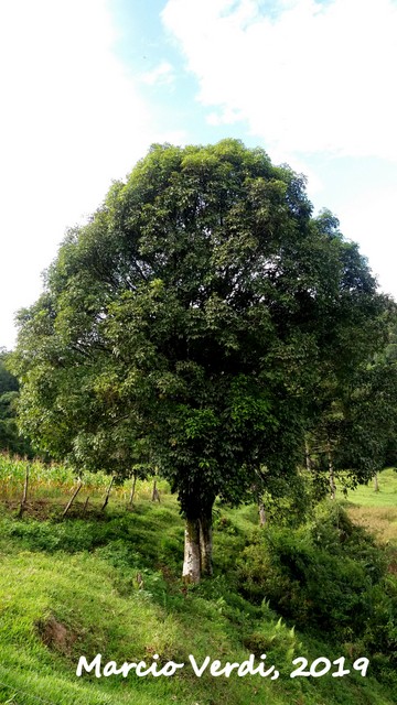 Ocotea odorifera