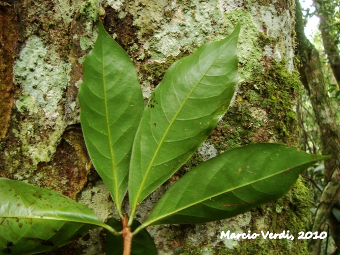 Ocotea odorifera