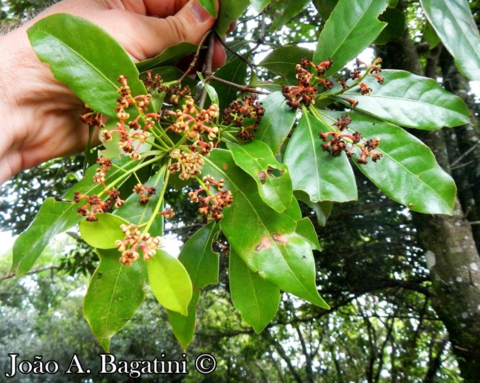 Ocotea odorifera