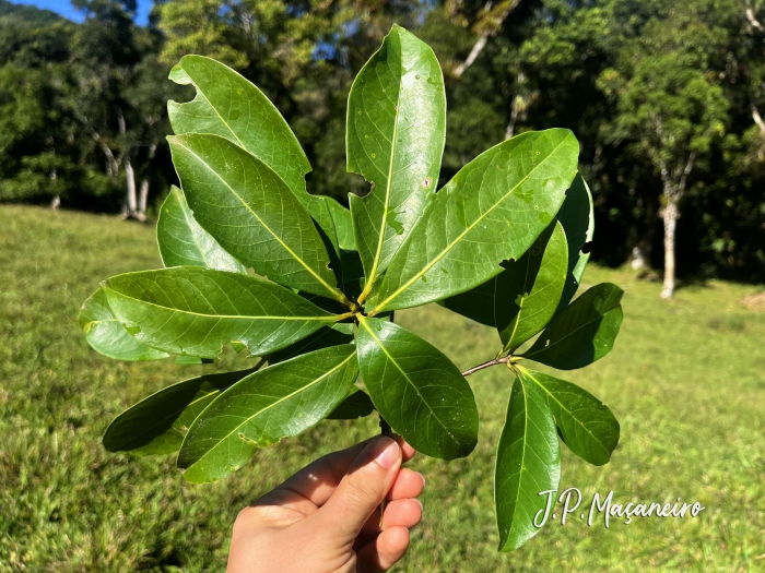 Ocotea odorifera