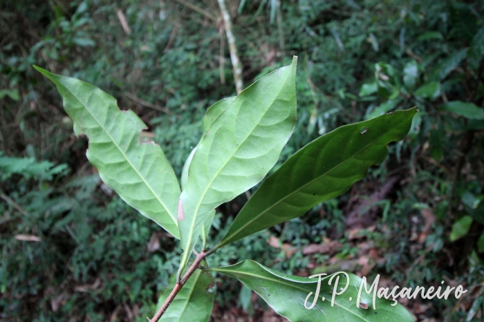 Ocotea odorifera