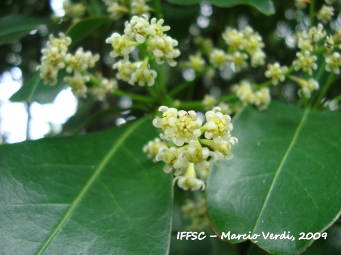 Ocotea odorifera