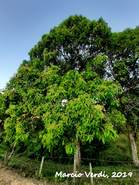 Ocotea odorifera