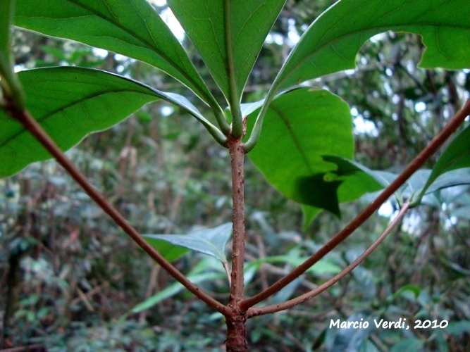 Ocotea odorifera