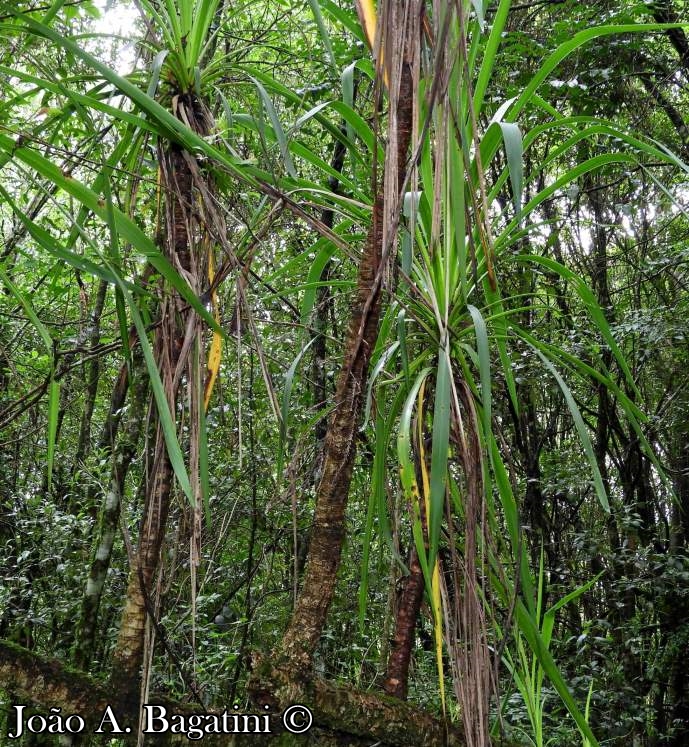 Cordyline spectabilis