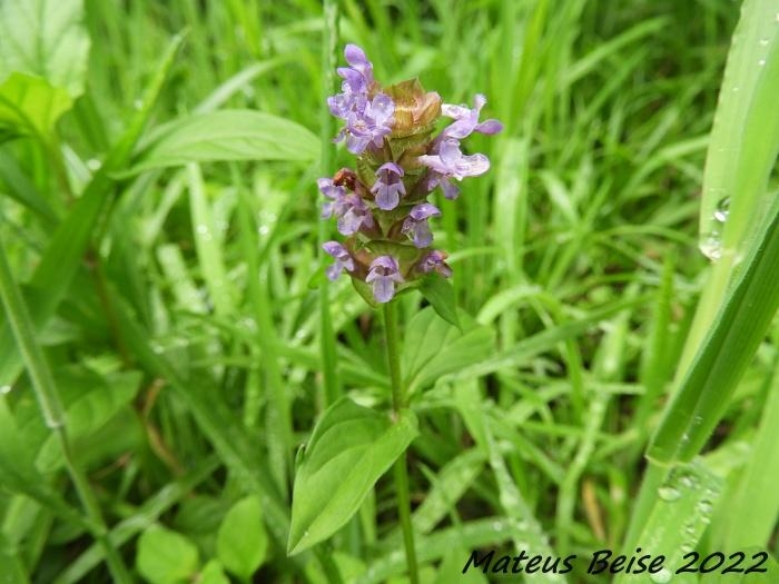 Prunella vulgaris