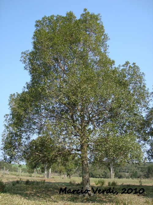 Ocotea porosa